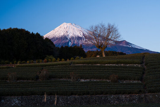 日本の象徴・富士山の写真画像