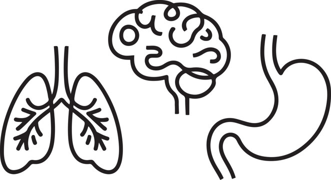 Set of human organs one line continuous drawing. Lungs, brain, stomach.one line vector icon illustration