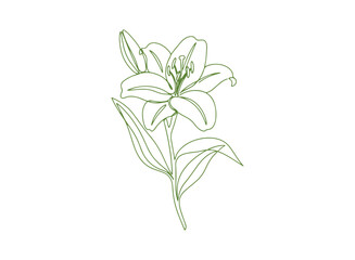 A graceful and artistic single-line drawing of a flowering lily with leaves, crafted in a minimalist color style on a white background. One-line icon of a lily flower. Vector design.
