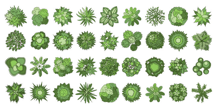 Vector set. Trees top view. Different plants and trees vector set for architectural or landscape design. (View from above) Nature green spaces. 