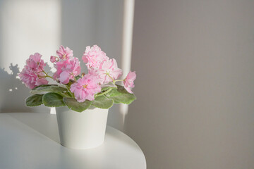 Blooming african violet sitting on white table bathed in warm morning light