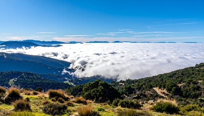 Mountain view overlooking a sea of clouds, with forested hills and a clear blue sky above