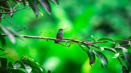Fototapeta premium Green little humming-bird (Trochilidae) sitting on a branch in Costa Rica
