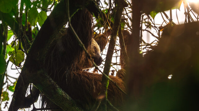 Wet sloth sleeping on a tree in the Sloth's Territory in La Fortuna in Costa Rica
