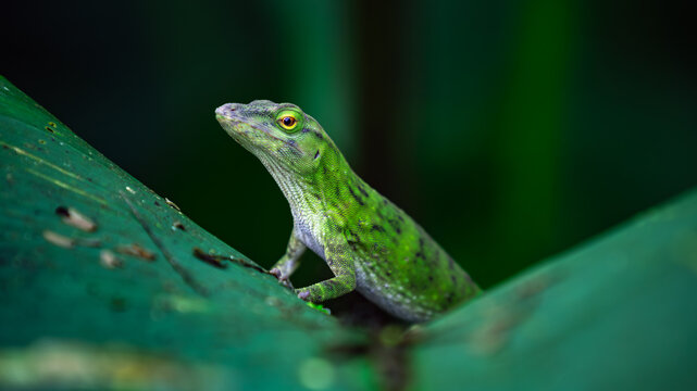Neotropical Green Anole (Anolis biporcatus) - Lizard sits on a leaf in Costa Rica