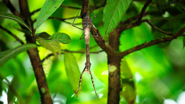 Large stick insect (Calynda brocki) sits on a branch in Costa Rica