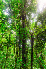 Fototapeta premium Beautiful rain forest in Mistico Park in Puentes Colgantes Arenal in Costa Rica