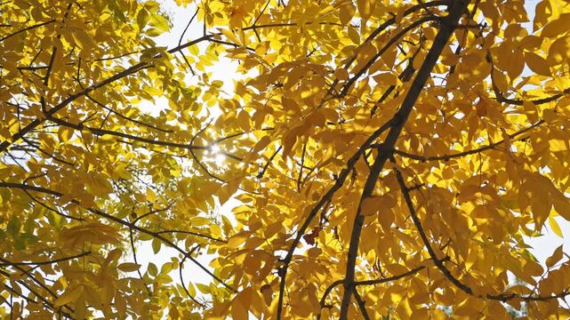 Golden Autumn Leaves Canopy with Sunlight