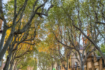 Golden hour light through plane trees in Aix-en-Provence