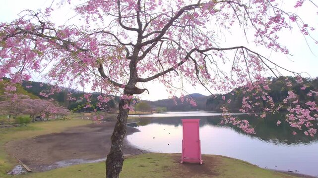 しだれ桜とどこでもドア（大分県別府市志高湖）