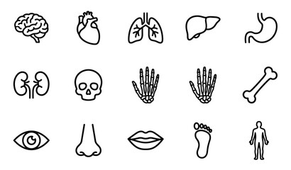 Collection of human anatomy line icons showing various organs and body parts like the brain, heart, lungs, skull, and skeleton in a minimalist black and white vector style