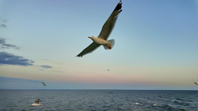 Seagulls Following Ferry Boat at Twilight Near Samothrace Island
