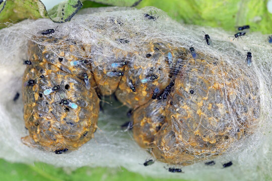 Caterpillar of moth The silver Y (Autographa gamma) parasitized by tiny wasps. Biological methods of protecting plants against pests. Natural enemies of plant pests.