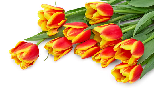 yellow and red tulips isolated on white background. clipping path