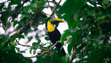 Naklejka premium Yellow-throated toucan (Ramphastos ambiguus) sits on a branch in Costa Rica