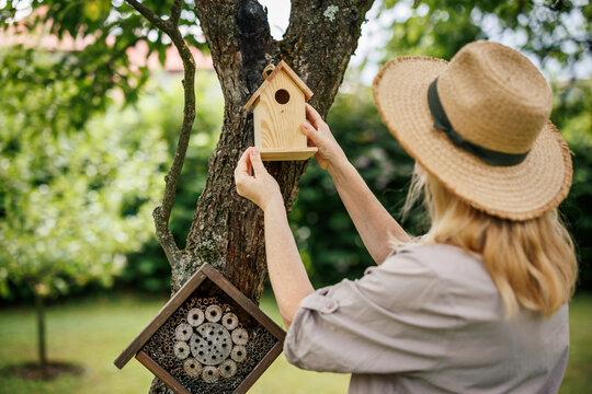 Woman gardener is placing wooden birdhouse and insect house on apple tree for supporting biodiversity in garden