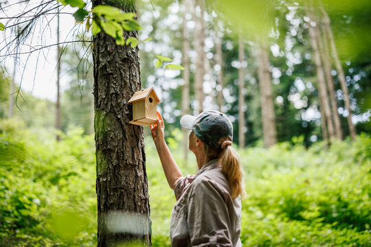 Woman ornithologist attaching birdhouse to tree in forest environment. Support nesting and bird conservation in natural habitat