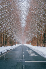 滋賀 メタセコイア並木の雪景色