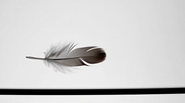 A single, black feather floating against a bright, plain white backdrop