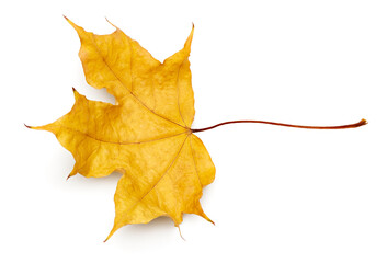 autumn leaf isolated on white background. clipping path