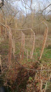 characteristic hanging catkins, which are the male flowers of the hazelnut tree