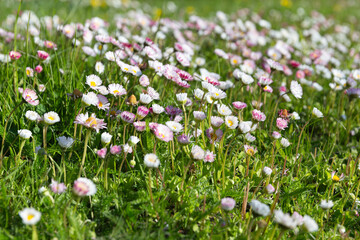 Spring meadow with wild daisies and soft grass, natural garden scene, outdoor floral background, gentle sunlight, shallow depth of field, fresh seasonal nature texture, organic growth, calm rural