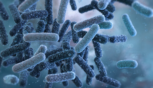 Bordetella pertussis bacteria: pathogenic coccobacilli adhering to human ciliated respiratory epithelium in the trachea. Pathogen causing whooping cough. Infectious disease, respiratory infection