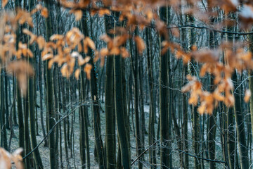 Fototapeta premium Mystical autumn forest with tree trunks and blurred orange foliage in the foreground