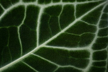 Close up Texture of Anthurium Crystallinum Leaf with Beautiful White Veins and Velvet Surface
