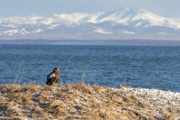 国後島を背景に佇むオオワシ
