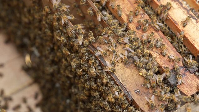 Detailed view of numerous bees swarming over honeycombs inside a wooden beehive. Captures the intricate, bustling activity of the hive. Perfect for nature, agriculture, or entomology themes.