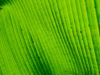Macro detail of a fresh green banana leaf texture showing an abstract pattern of tropical plant veins in bright light