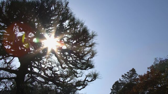 Blue sky sun beams through branches of gnarled Japanese pine tree