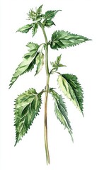 Beautiful illustration of a stinging nettle plant showcasing detailed green leaves and intricate stem structure