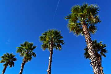 Fototapeta premium Mexican fan palm (Washingtonia robusta) and blue sky in Brasilia, Brazil