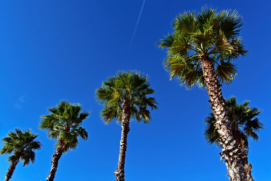 Mexican fan palm (Washingtonia robusta) and blue sky in Brasilia, Brazil
