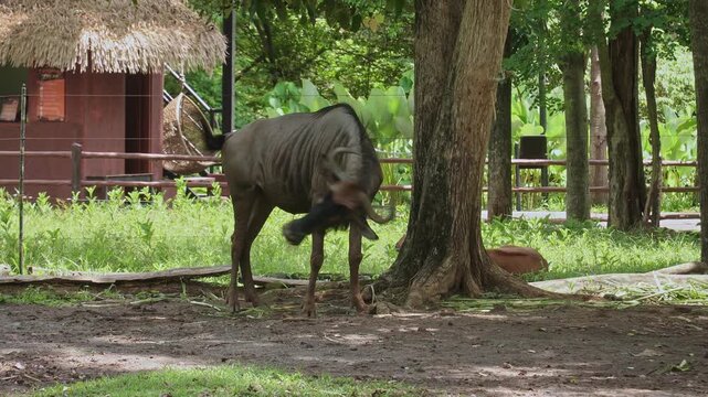 Grant's zebra and Blue wildebeest are eating grass together
