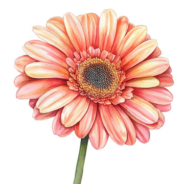 Hand-drawn watercolor artwork of Gerbera Daisy Flower, vector, isolated on a white background.