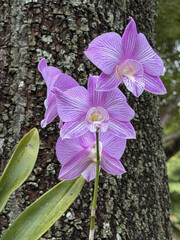 Orchids clinging to a tree, in full bloom, against a softly blurred background, is a natural depiction of epiphytic plants that emphasizes tropical beauty, botanical details.