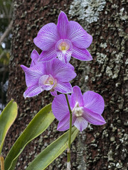Orchids clinging to a tree, in full bloom, against a softly blurred background, is a natural depiction of epiphytic plants that emphasizes tropical beauty, botanical details.