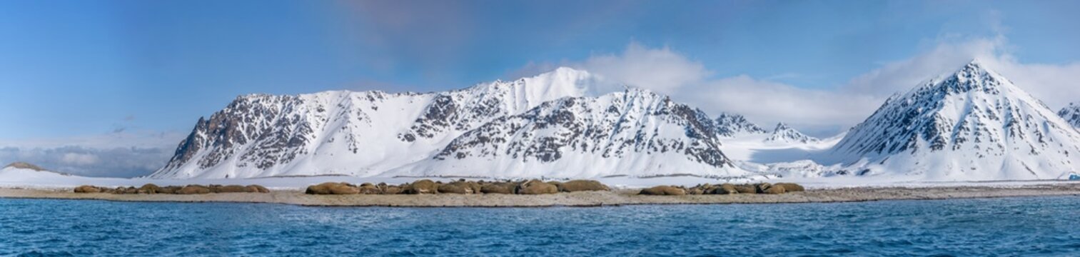Panorama von Smeerenburg, Spitzbergen: Walrosse (Odobenus rosmarus) ruhen am Strand vor majest&auml;tischen, schneebedeckten Bergen in der Arktis, Norwegen.