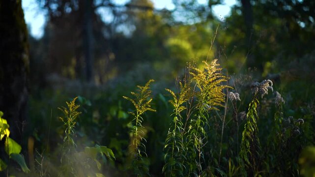 Wild meadow with Canadian goldenrods in golden summer light, calm nature background with copy space