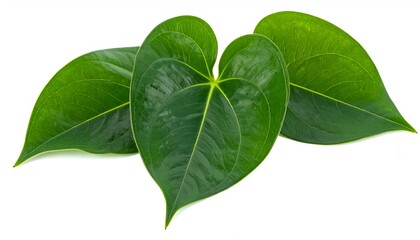 Obraz premium Three vibrant green, heart-shaped leaves are arranged closely together on a pure white background
