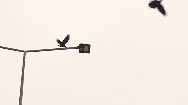 Two black crows perch on a snow-covered street lamp during heavy snowfall, as one takes flight &mdash; a cinematic moment of urban wildlife in harsh winter. Wild birds, crow