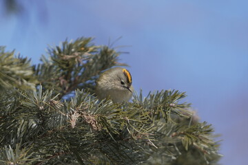 松の木に止まるキクイタダキ