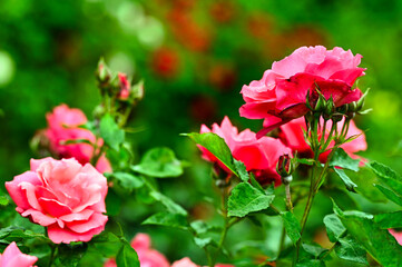 Red roses garden in Volksgarten, Vienna, spring season, Austria