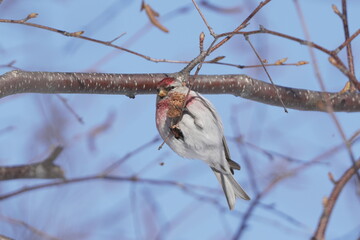 枝にとまるベニヒワ