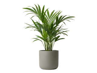 Kompakte Zimmerpalme