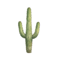 Detailed green cactus plant with spiky texture standing tall on black background botanical illustration