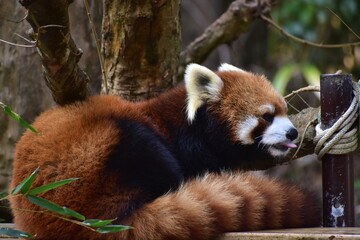 高知　動物県　四国　高知県立のいち動物公園　レッサーパンダ © 頼朝